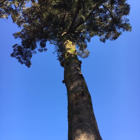 幹直径1.3m 立派なモミの木の伐採サムネイル
